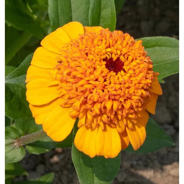 West Coast Seeds - Flower Seeds - Zinnias Orange Cupcake 1g