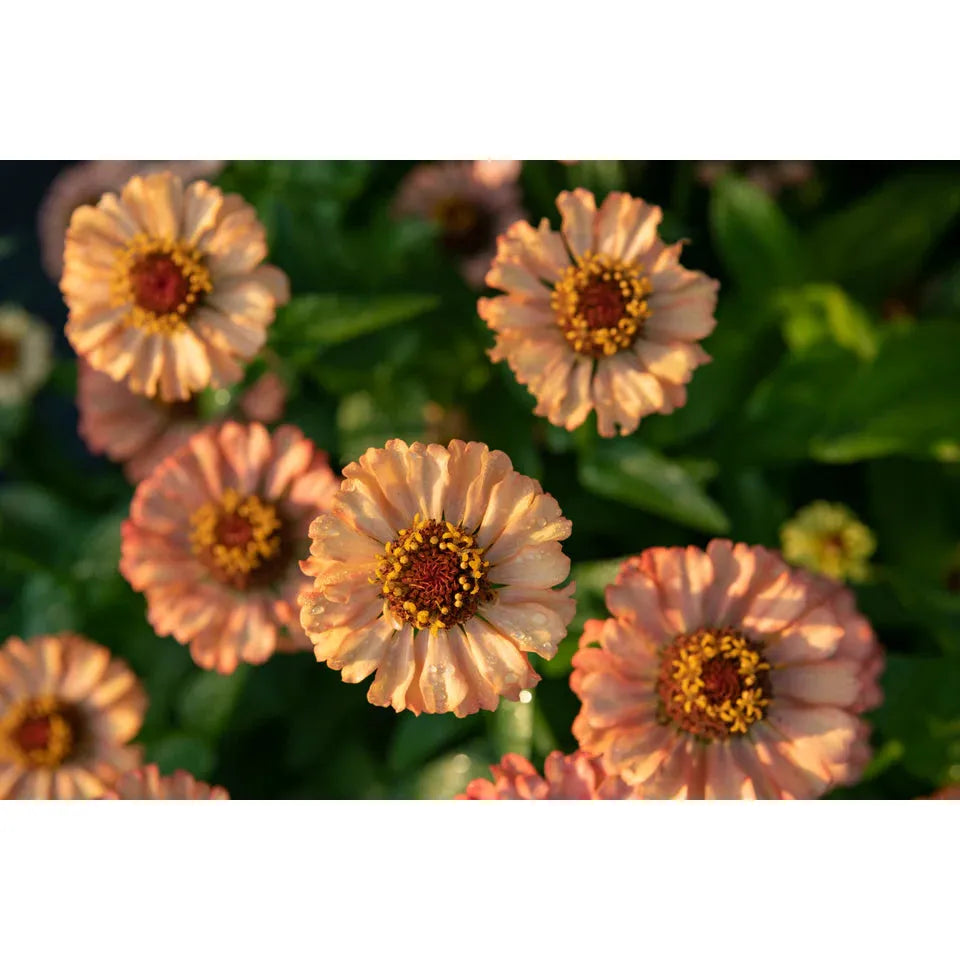 West Coast Seeds Flower Seeds - Zinnias - Zinderella Peach 20 Seeds