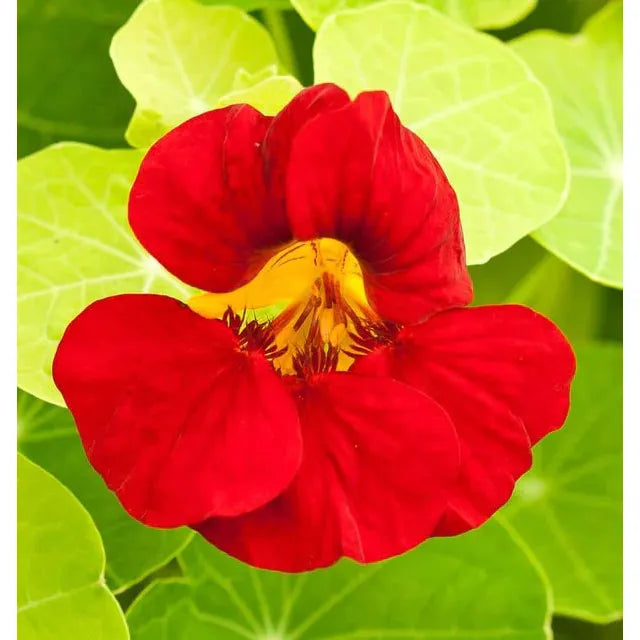 West Coast Seeds Flower Seeds - Nasturtiums- Empress of India 5g