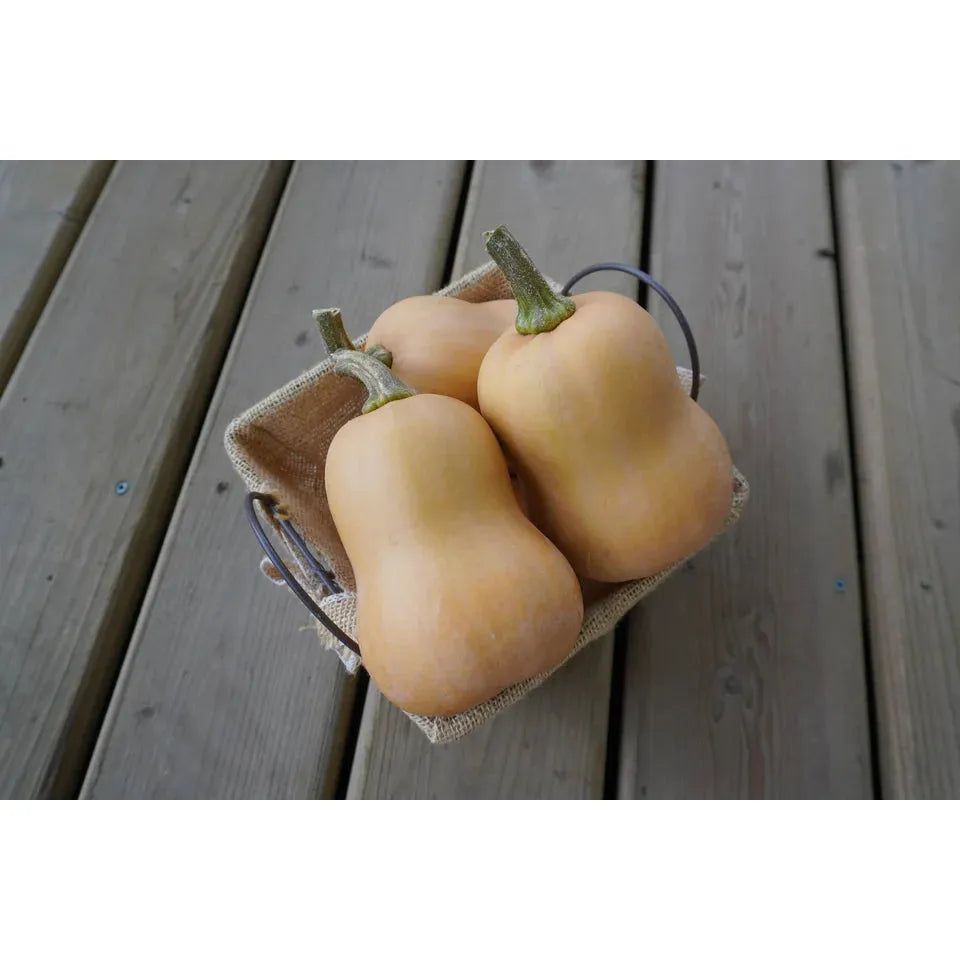 West Coast Seeds - Vegetable Seeds - Butterbaby F1 Organic 10 Seeds