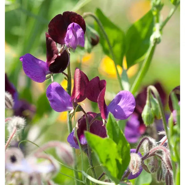 West Coast Seeds Flower Seeds - Sweet Pea Seeds - Matucana 5g - Irvine Tack & Western Wear