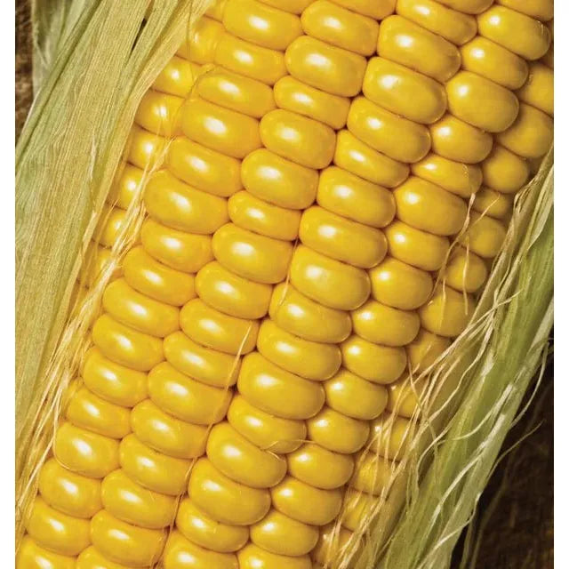 West Coast Seeds Corn - Golden Jubilee F1 10g