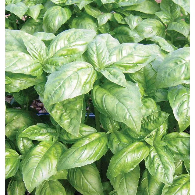 West Coast Seeds Herb Seeds - Basil - Dolly Organic 0.5g