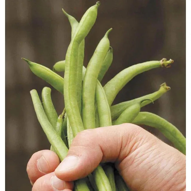 West Coast Seeds Beans - Fortex Filet 50g