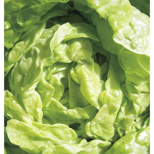 West Coast Seeds Vegetable Seeds - Lettuce - Tom Thumb 0.5g