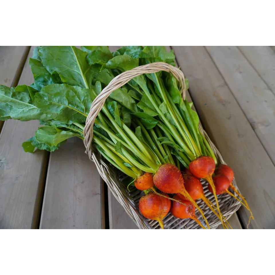 West Coast Seeds Beets - Golden Boy 5g