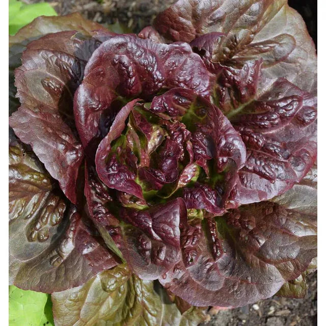 West Coast Seeds Vegetable Seeds - Lettuce - Pomegranate Crunch Pelleted Organic 50 Seeds (Copy)