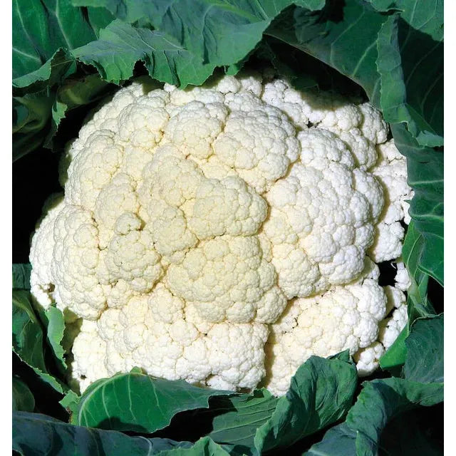 West Coast Seeds Cauliflower - Amazing 0.1g