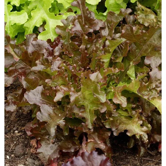 West Coast Seeds Vegetable Seeds - Lettuce - Red Salad Bowl 0.5g