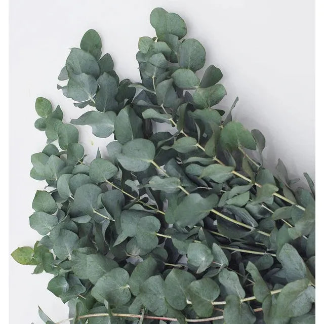 West Coast Seeds Flower Seeds - Eucalyptus Silver Dollar 20 Seeds