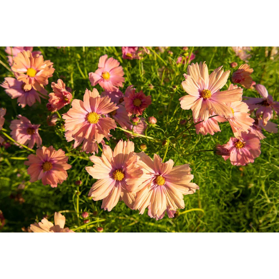 West Coast Seeds Flower Seeds - Cosmos - Apricotta 25 Seeds