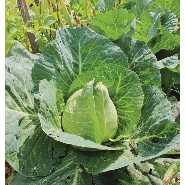 West Coast Seeds Cabbage - Early Jersey Wakefield 0.5g