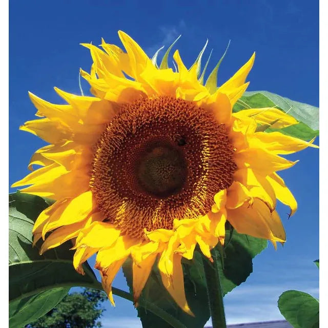 West Coast Seeds Flower Seeds - Sunflowers - Russian Mammoth Organic 2g