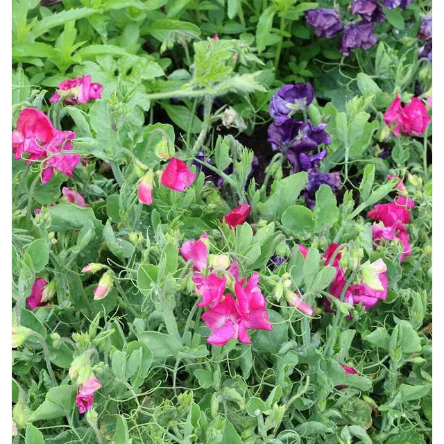 West Coast Seeds Flower Seeds - Sweet Peas - Patio Mix 3g