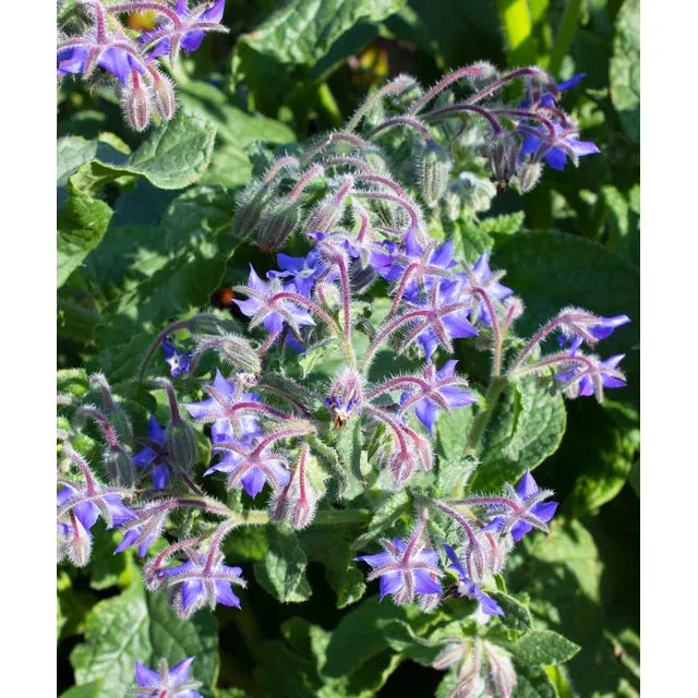 West Coast Seeds Herb Seeds - Borage - Borage 2g