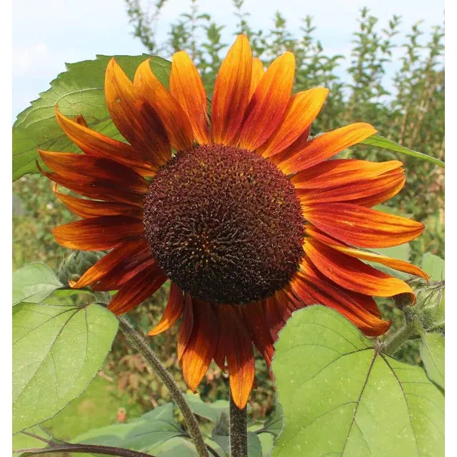 West Coast Seeds Flower Seeds - Sunflowers - Velvet Queen 2g