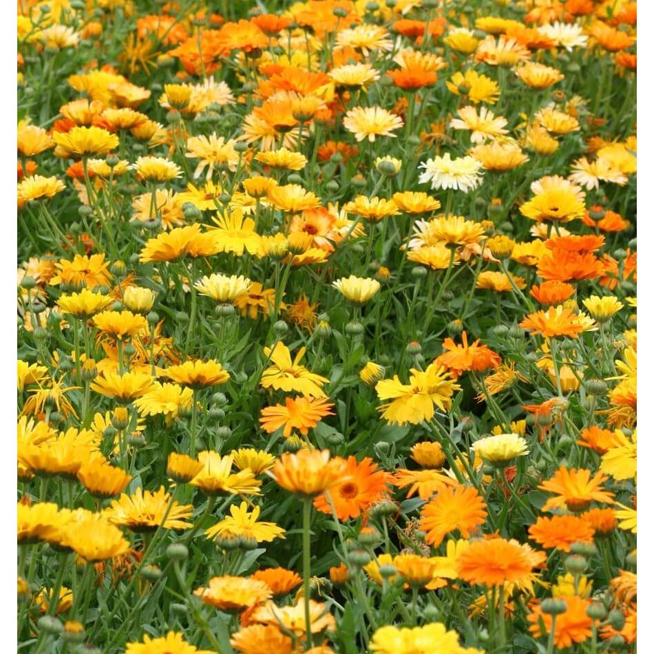 West Coast Seeds Flower Seeds - Pacific Beauty Mix - Organic 1g