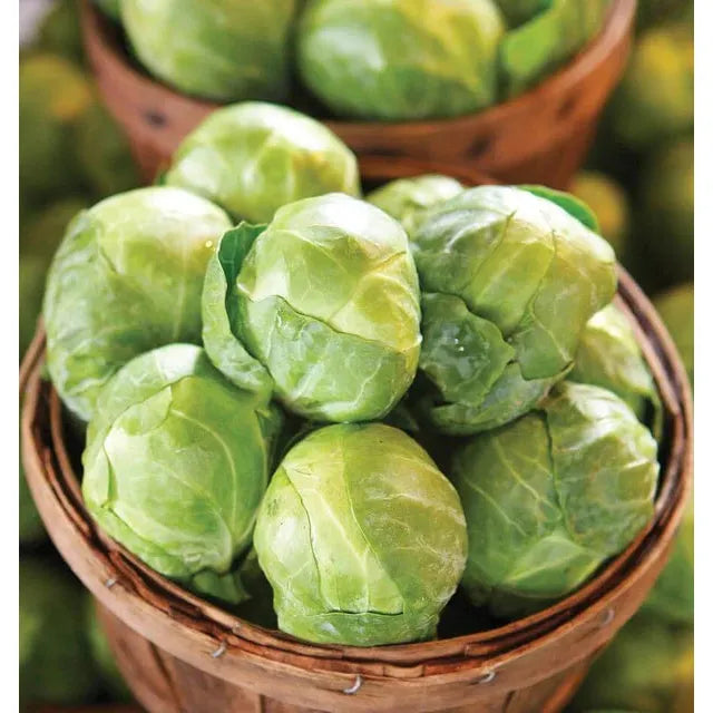 West Coast Seeds Brussel Sprouts - Gustus F1 0.15g