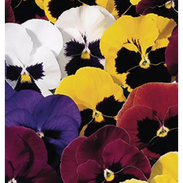 West Coast Seeds Flower Seeds - Pansies & Violas - Swiss Giants Mix 5g