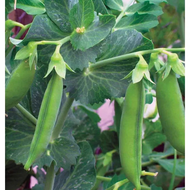 West Coast Seeds Vegetable Seeds - Peas - Little Marvel 20g