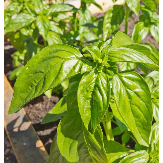 West Coast Seeds Herb Seeds - Basil - Genovese 1g
