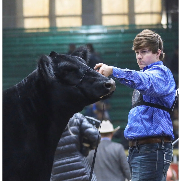 Phantom Cable Cattle Halter - Black