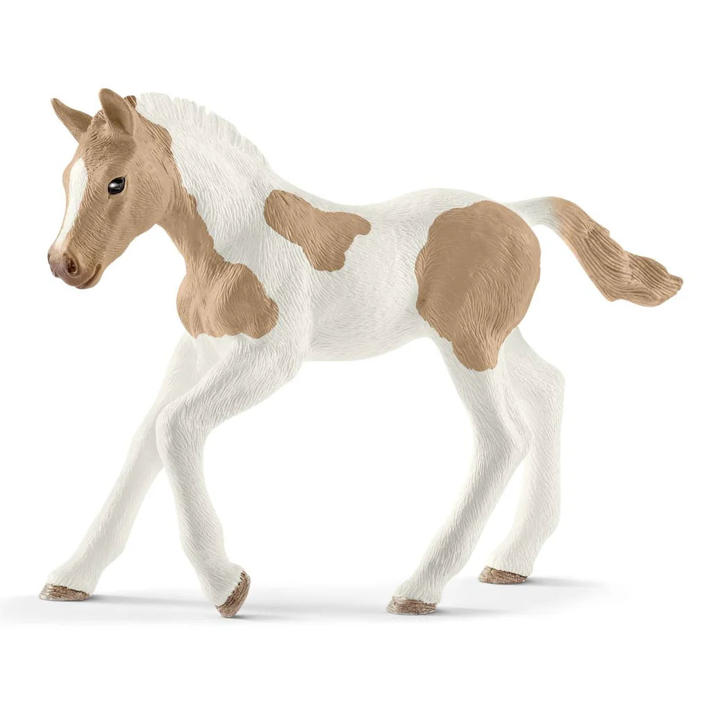 Paint Horse Foal