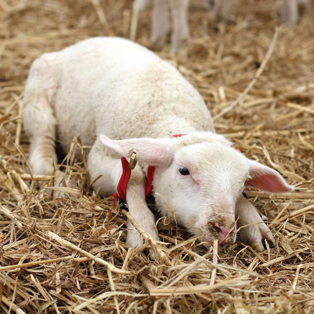 Gambrel Sheep Restrainer Red- Small 19.5xm x11 cm