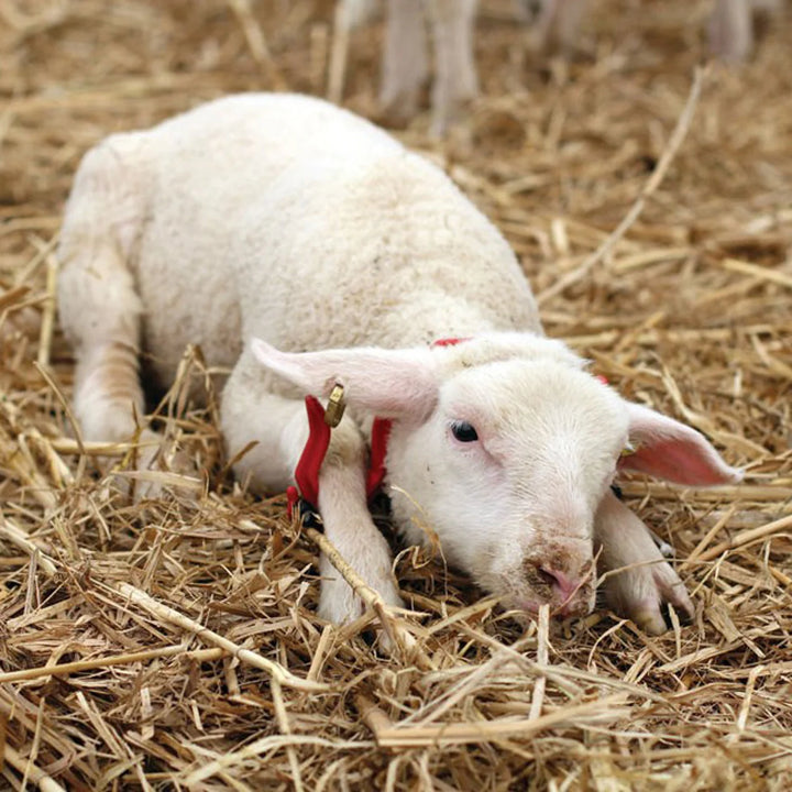 Gambrel Sheep Restrainer Red- Small 19.5xm x11 cm
