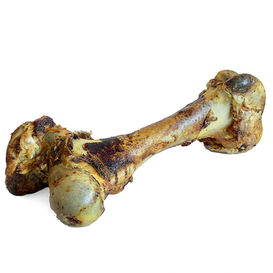 Open Range Cured Dino Bone