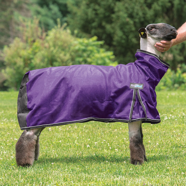 Weaver ProCool™ Mesh Sheep Blanket with Reflective Piping