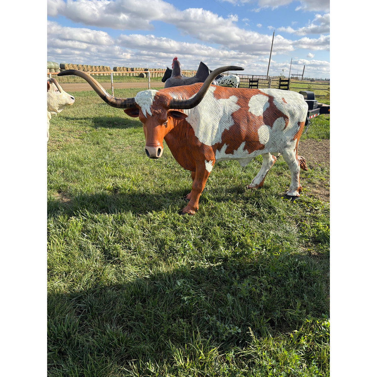 Turning Head Longhorn