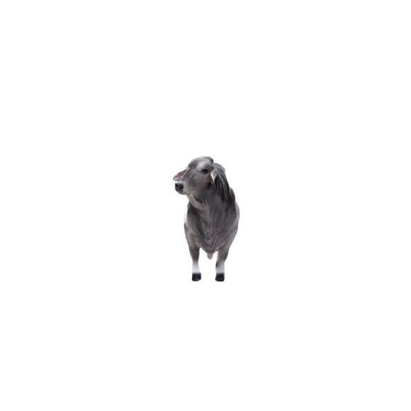 Little Buster Brahman Bull - Grey