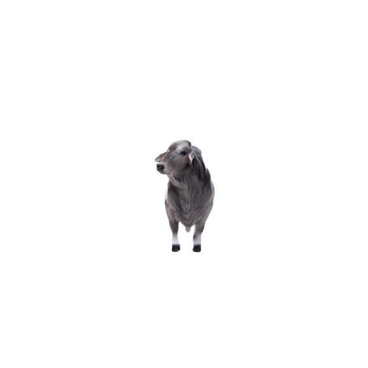 Little Buster Brahman Bull - Grey