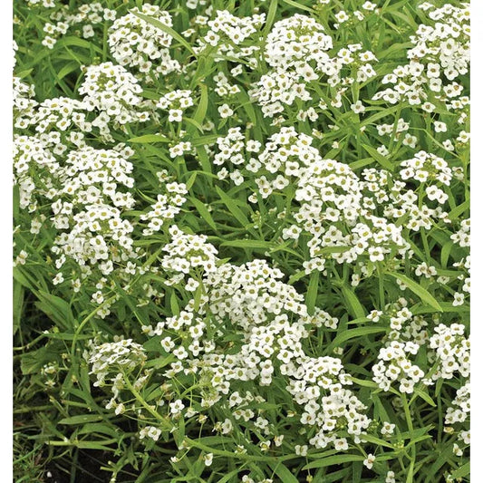 West Coast Seeds - Vegetable Seeds - Alyssum - Sweet   25g