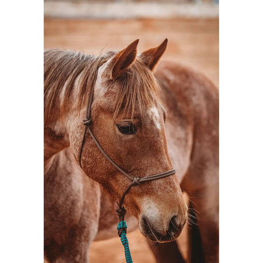 Blondie Cinches Soft Rope Halter-Cob/Arab - Brown