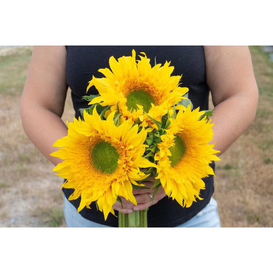 West Coast Seeds - Flower Seeds - Starburst Greenburst DMR  F1  25 Seeds