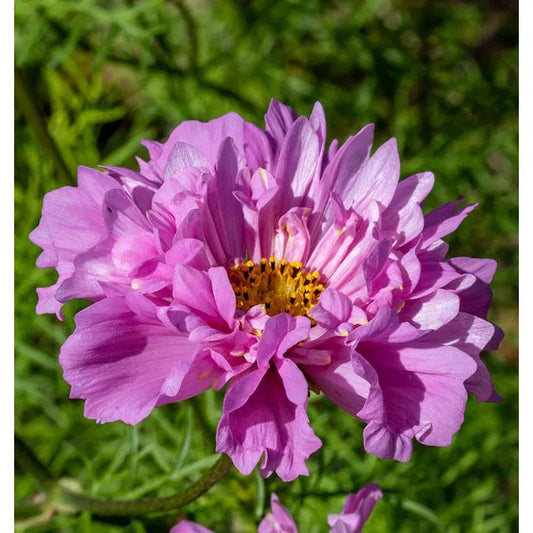 West Coast Seeds - Cosmos - Double Click Rose Bon Bon 0.25g - Irvine Tack & Western Wear