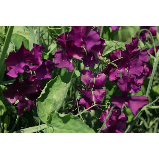 West Coast Seeds - Flower Seeds - Midnight 3g - Irvine Tack & Western Wear