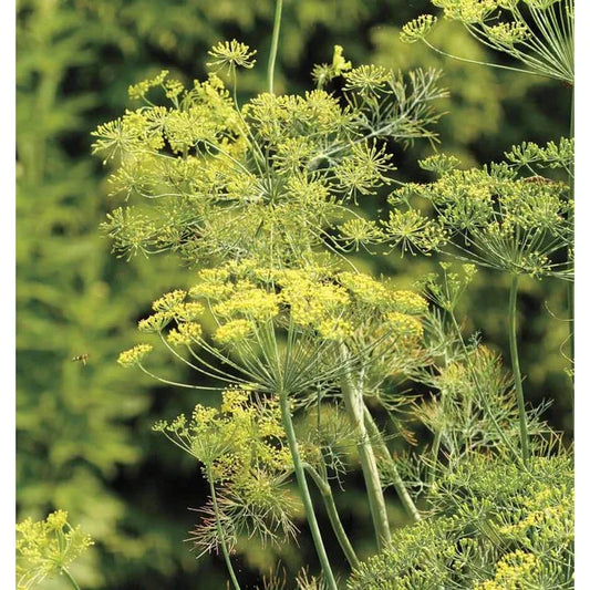 West Coast Seeds - Herb Seeds - Dill - Bouquet   0.5g