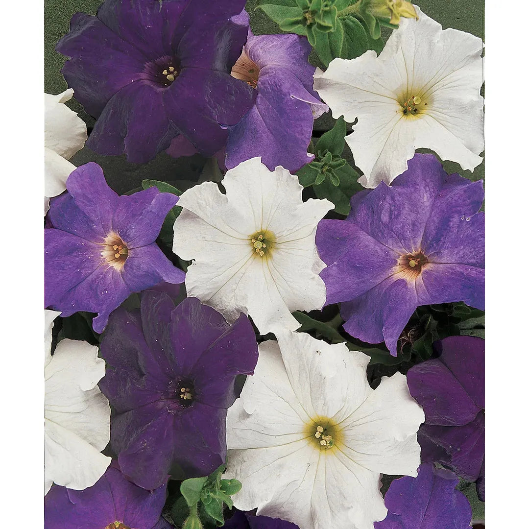 West Coast Seeds - Flower Seeds - Dreams Waterfall Mixture Pelleted   25 Seeds