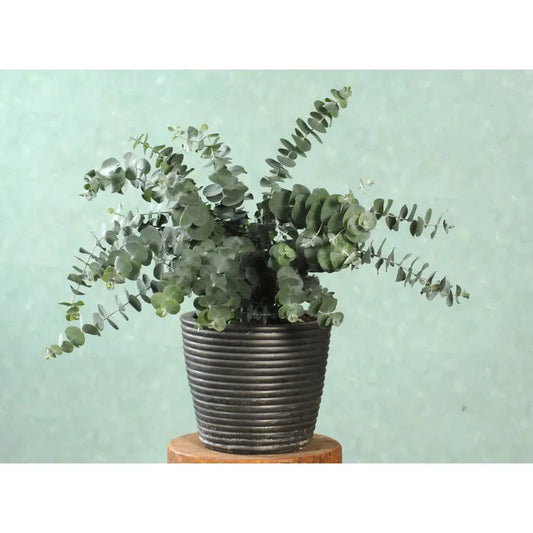 West Coast Seeds - Flower Seeds - Eucalyptus - Baby Blue Spiral   20 Seeds