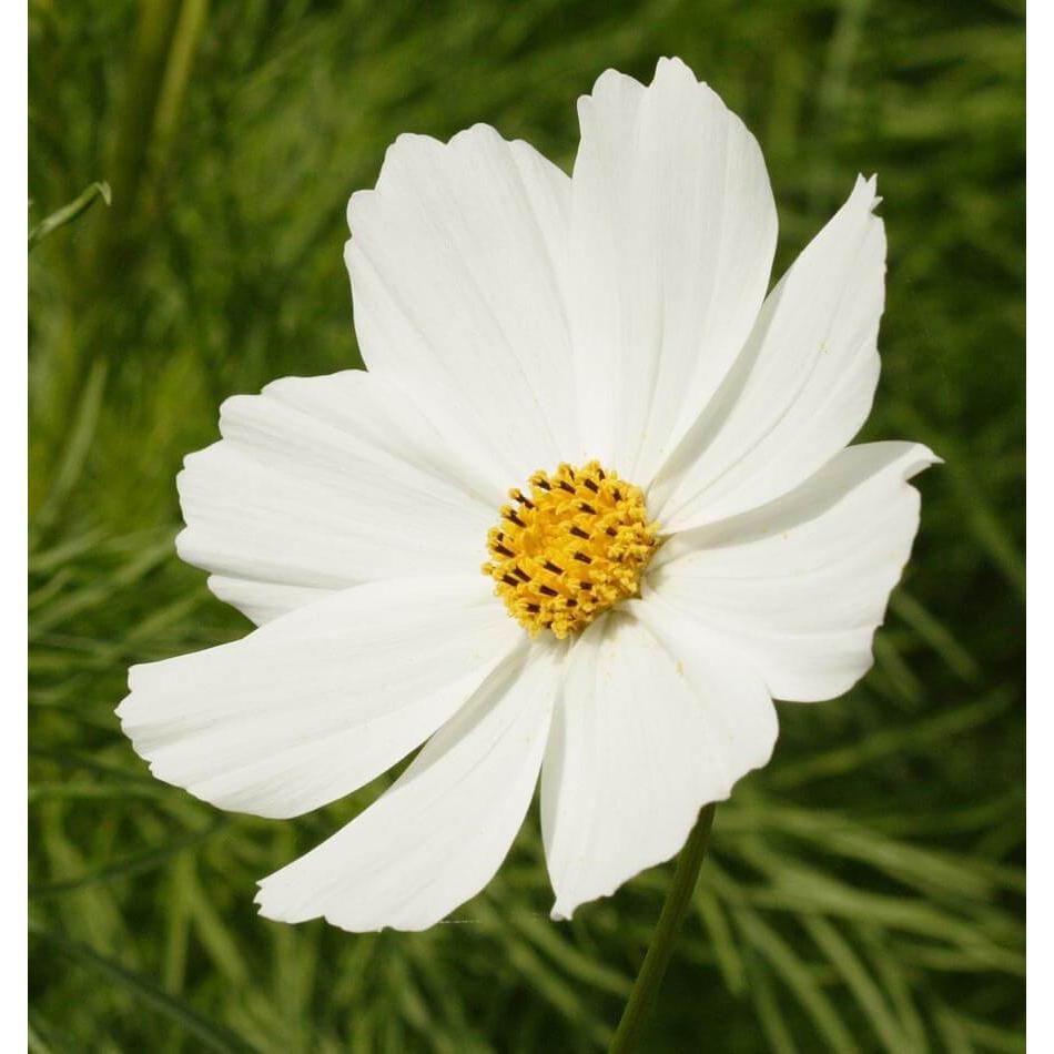 West Coast Seeds - Flower Seeds - Cosmos - Purity  1g