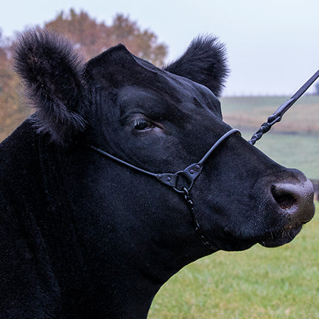 Incognito Show Halter - Irvine Tack & Western Wear