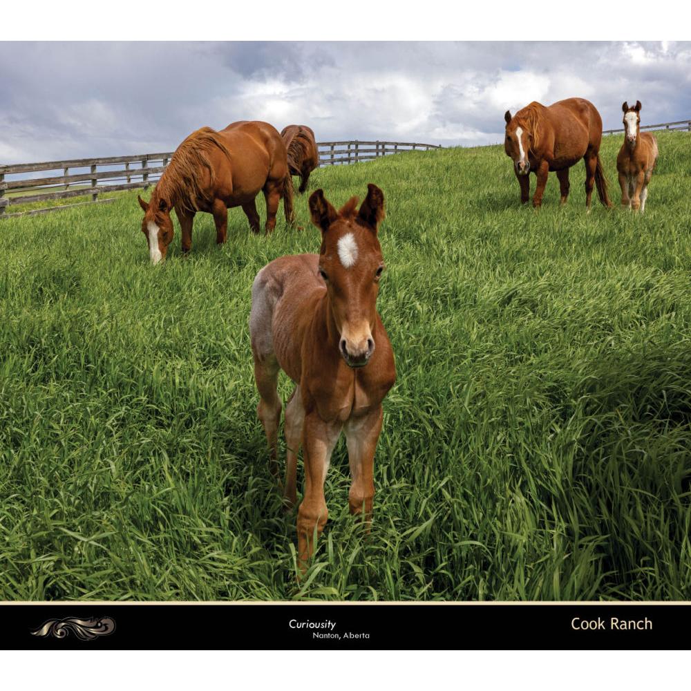 On the Trail 2027 Day Planner