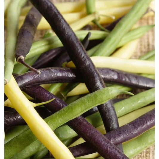 West Coast Seeds Beans - Tricolour Bean Blend 20g