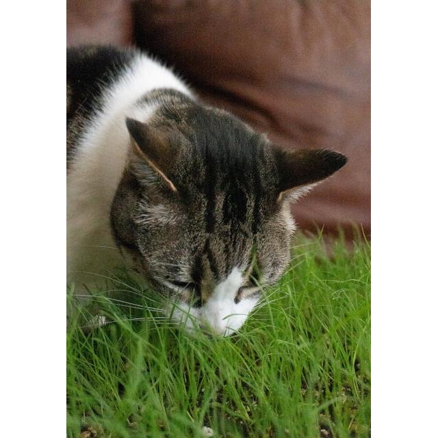 West Coast Seeds - Vegetable Seeds - Cat Grass   50g