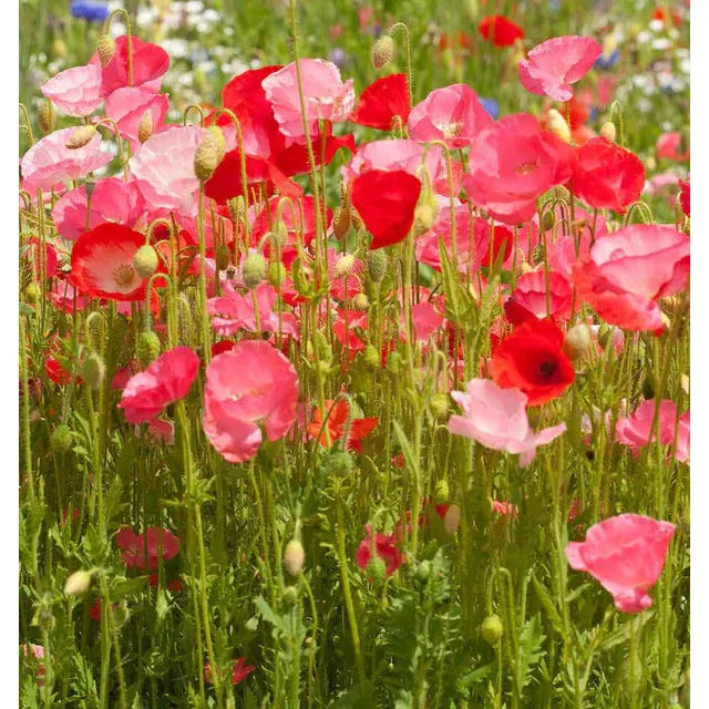 West Coast Seeds Flower Seeds - Wildflowers - Deer Resistant Blend  5g