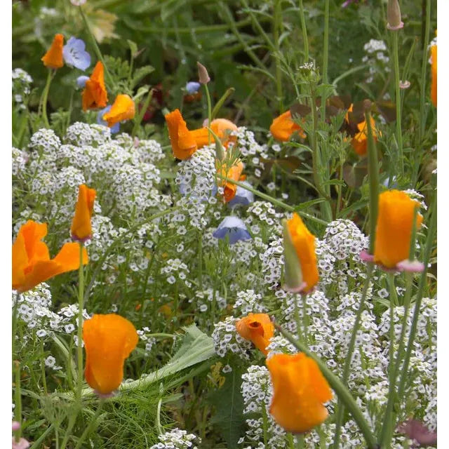 West Coast Seeds - Flower Seeds - Beneficial Insect Blend   25g