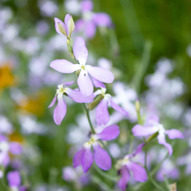West Coast Seeds Flower Seeds - Stock - Evening Scented Stock  0.5g